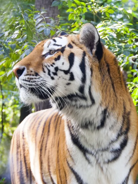 Amur tiger — Stock Photo, Image