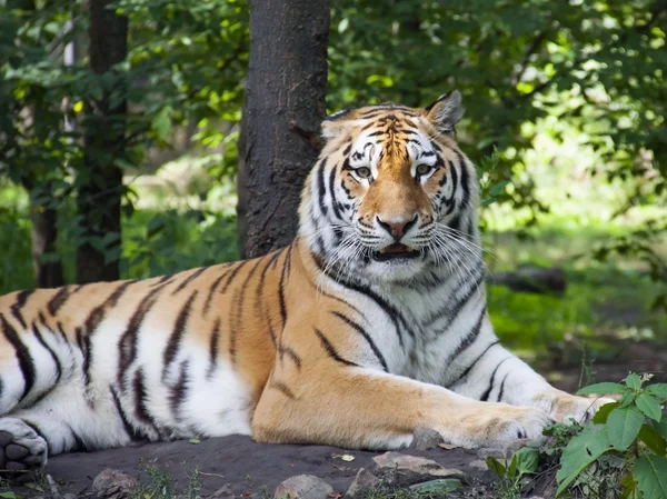 Amur tiger — Stock Photo, Image