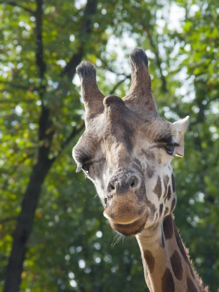 Jovem girafa Baringo — Fotografia de Stock