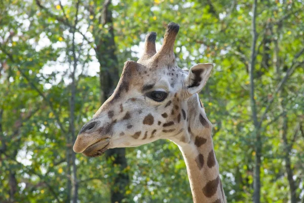 Молодой жираф Баринго — стоковое фото