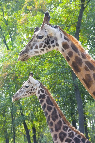 Jonge baringo giraffe — Stockfoto