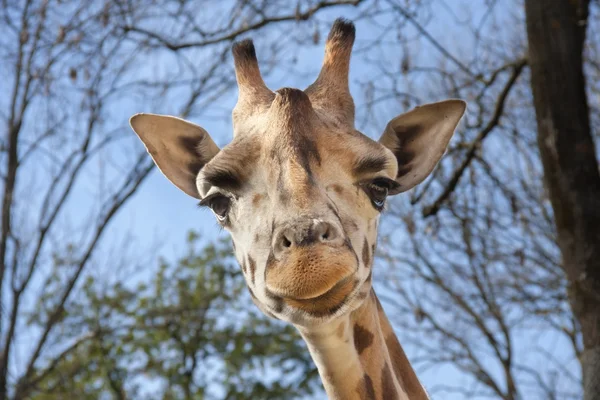 Junge Baringo-Giraffe — Stockfoto