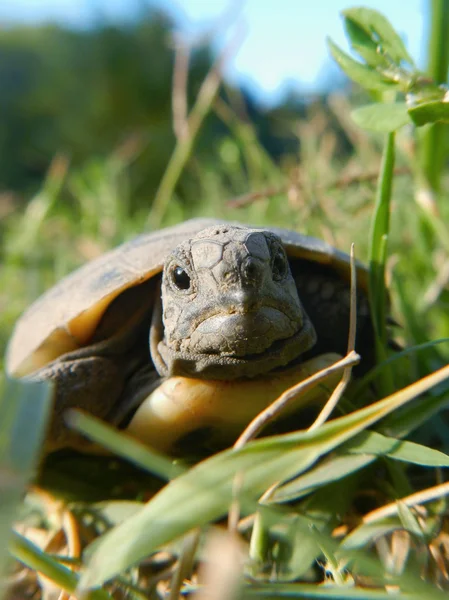 乌龟宝宝sköldpadda baby — Stockfoto