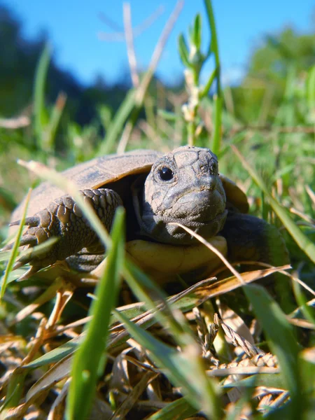 乌龟宝宝sköldpadda baby — Stockfoto