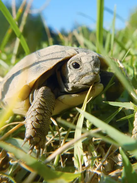 Żółw dziecka — Zdjęcie stockowe