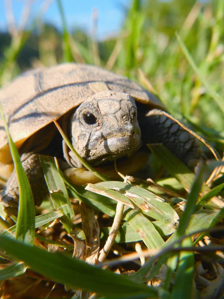 Tortuga bebé —  Fotos de Stock