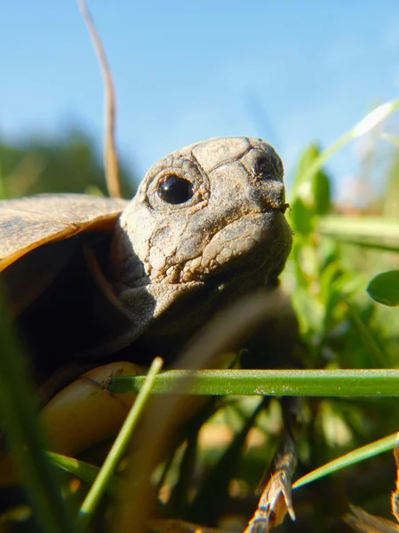 Tortuga bebé —  Fotos de Stock