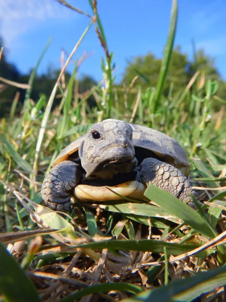 Tortuga bebé —  Fotos de Stock