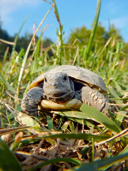 Tortuga bebé —  Fotos de Stock