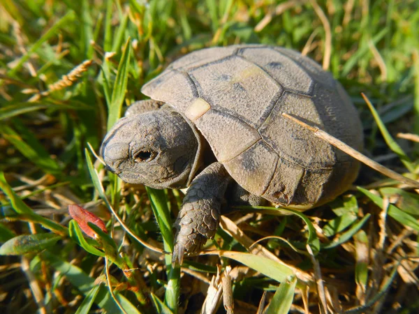 Schildkrötenbaby — Stockfoto