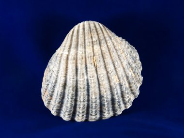 ortak cockle