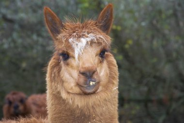 alpaka