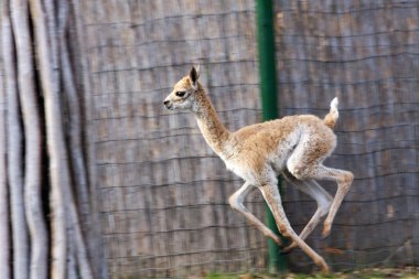 çalışan vicugna bebek