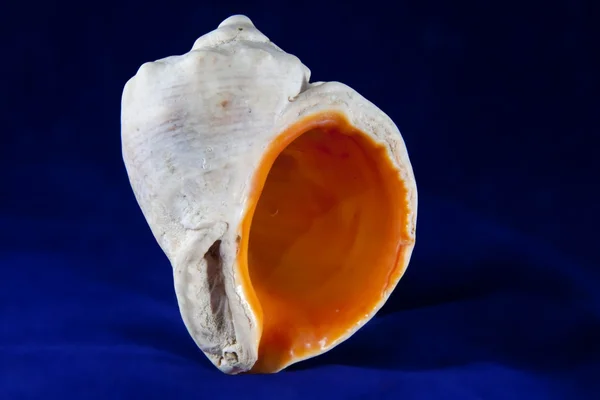 Veined rapa whelk — Stock Photo, Image