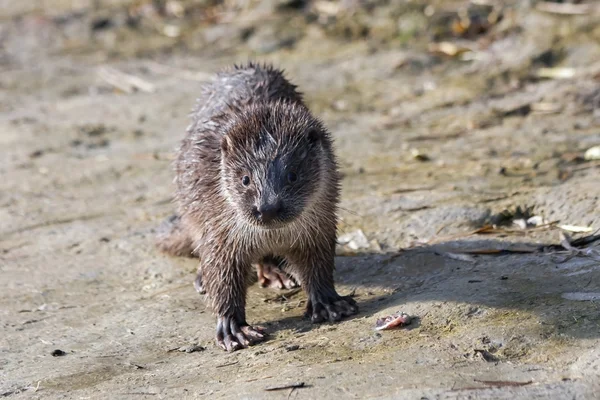 Jonge Europese otter — Stockfoto