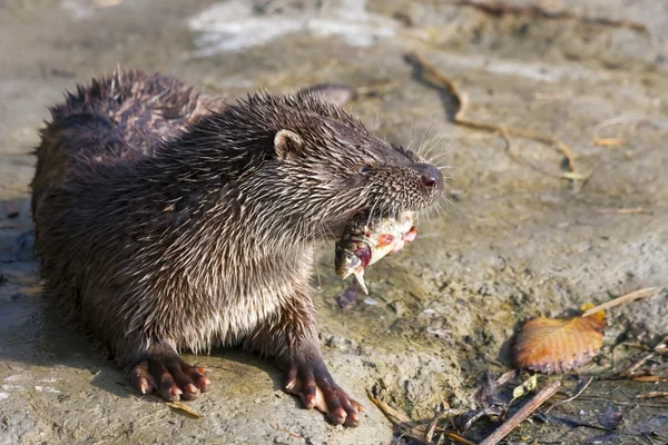 Joven nutria europea —  Fotos de Stock