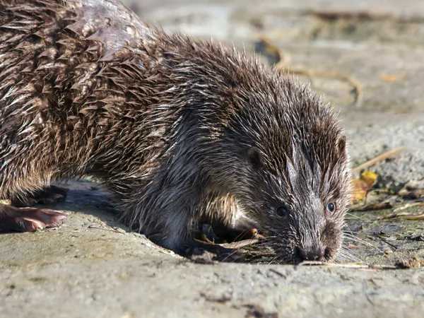 Joven nutria europea —  Fotos de Stock