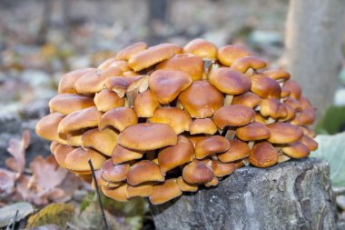 vahşi enokitake