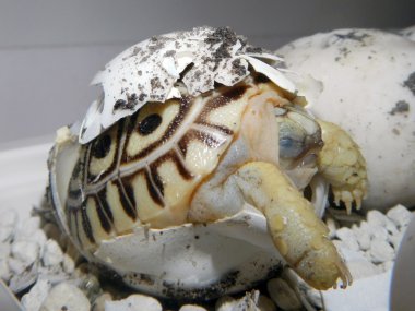 leopar tortoise baby