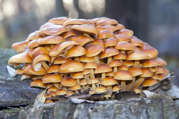 Enokitake selvatico — Foto Stock