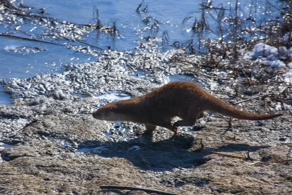 Europese otter — Stockfoto