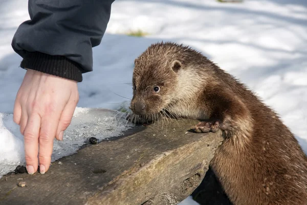 Loutre européenne — Photo