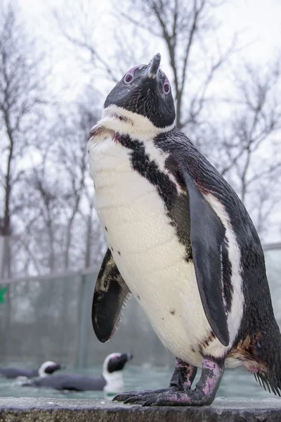 Pinguino africano — Foto Stock