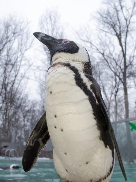 African penguin — Stock Photo, Image