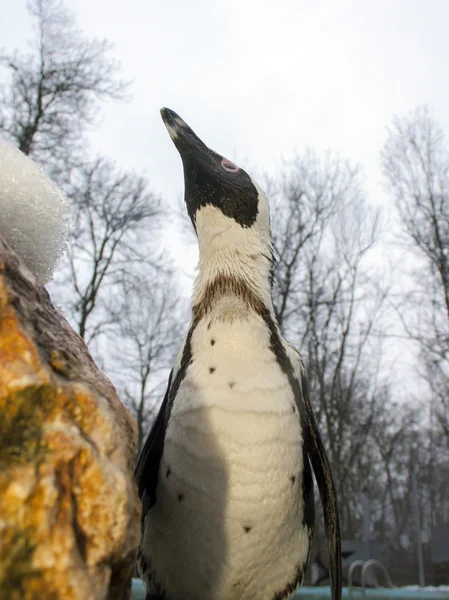 Pinguino africano — Foto Stock