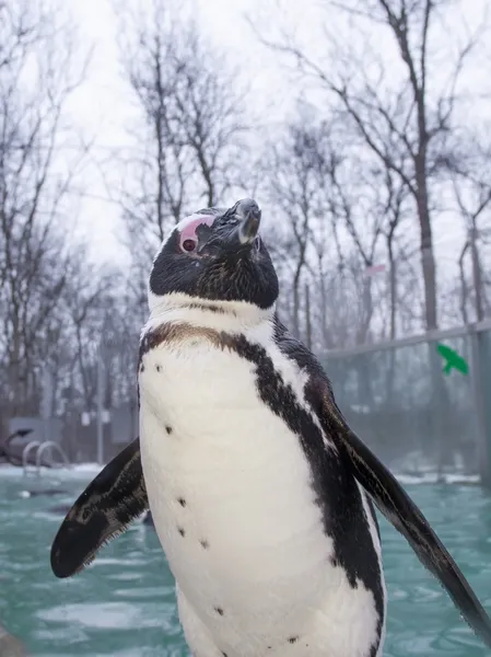 Pinguino africano — Foto Stock