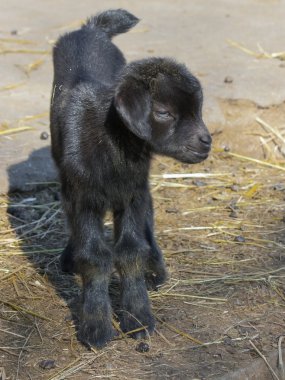 siyah goatling
