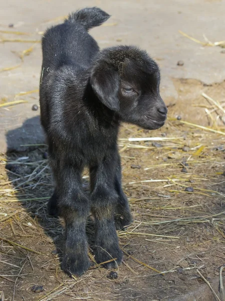 Чёрный козел — стоковое фото