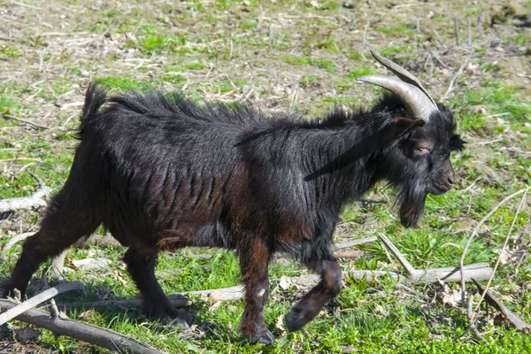 Чёрная коза — стоковое фото