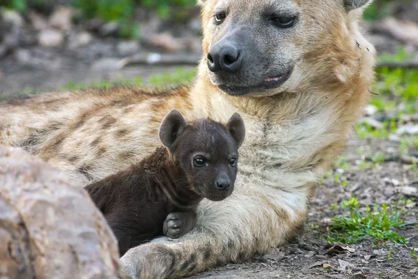 Gevlekte hyena (crocuta crocuta) baby — Stockfoto