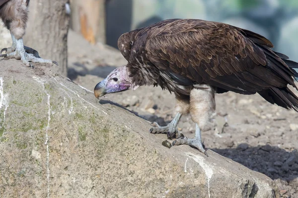 Lappet-faced vulture (Torgos tracheliotos) — Stock Photo, Image