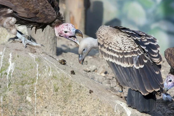 Sarkık şey karşı karşıya akbaba (Torgos tracheliotos) — Stok fotoğraf