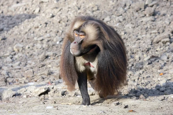 Осада (Theropithecus Fabada) ) — стоковое фото