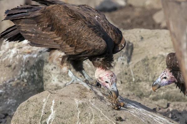 Sarkık şey karşı karşıya akbaba (Torgos tracheliotos) — Stok fotoğraf