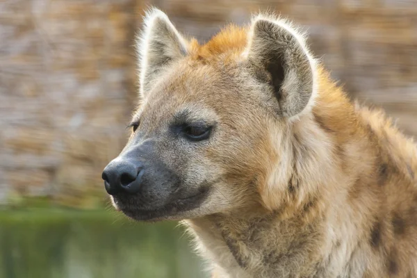 Gespot hyena (Crocuta crocuta) — Stockfoto