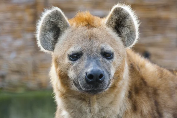 Gespot hyena (Crocuta crocuta) — Stockfoto