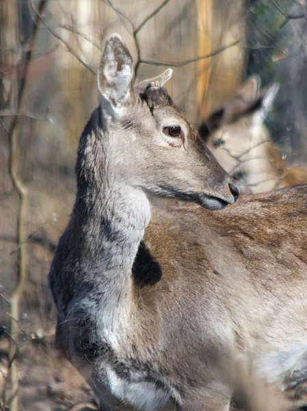 Persian fallow deer (Dama mesopotamica) — Stock Photo, Image