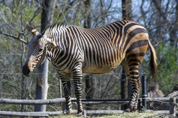 Горная зебра Хартмана (Equus zebra hartmannae ) — стоковое фото