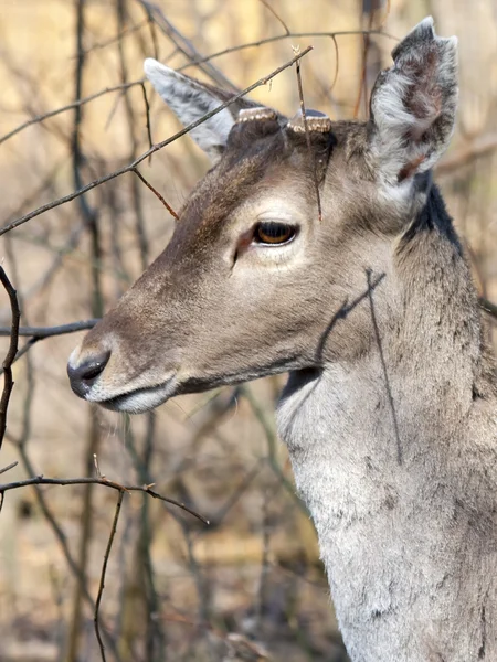 Persian fallow deer (Dama mesopotamica) — Stock Photo, Image