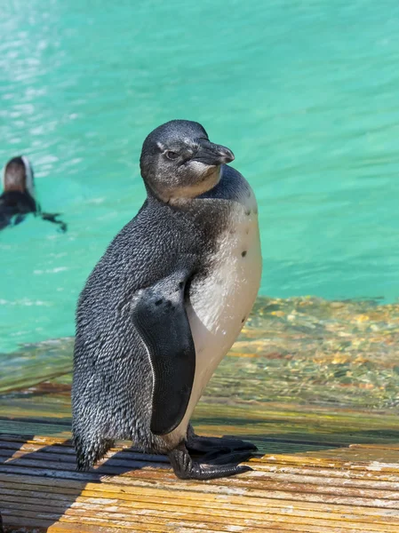 Pulcino pinguino africano (Spheniscus demersus) — Foto Stock