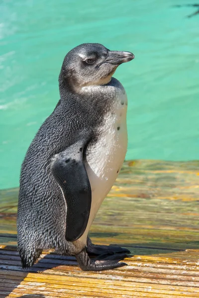 Pulcino pinguino africano (Spheniscus demersus) — Foto Stock