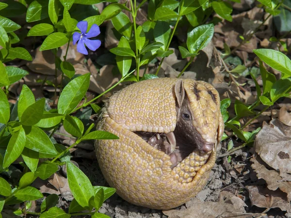 Güney üç bantlı armadillo (tolypeutes matacus) — Stok fotoğraf