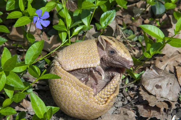 Armadillo à trois bandes du Sud (Tolypeutes matacus ) — Photo