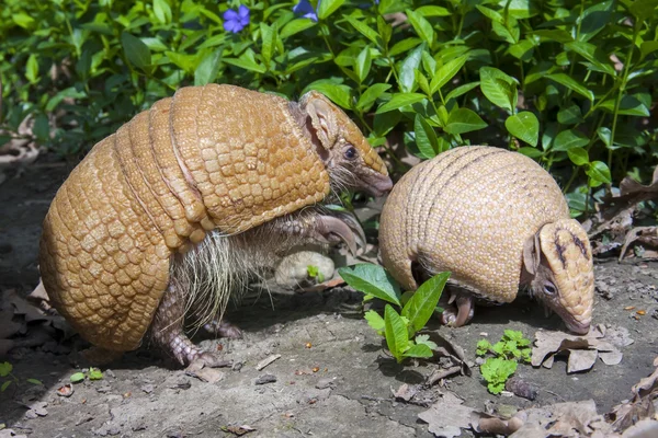 Selatan tiga banded armadillo (Tolypeutes matacus ) — Stok Foto