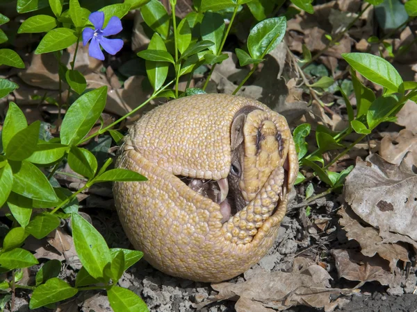 Güney üç bantlı armadillo (tolypeutes matacus)