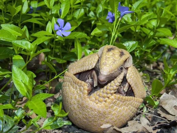 Armadillo à trois bandes du Sud (Tolypeutes matacus ) — Photo